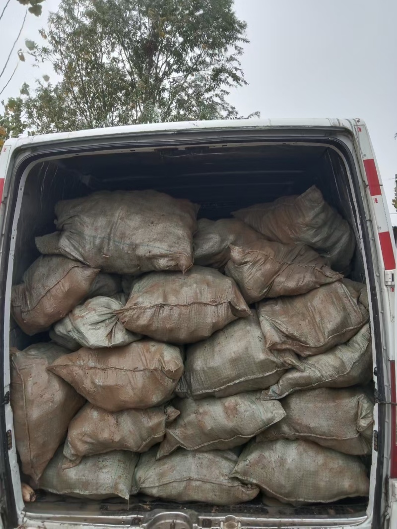 江苏宿迁白莲藕6号35红牙打底红大量供货。