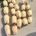 江苏宿迁白莲藕6号35红牙打底红大量供货。