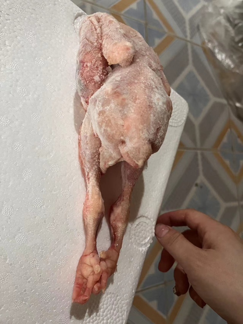 白条鸽子𓅯ˎˊ🕊️