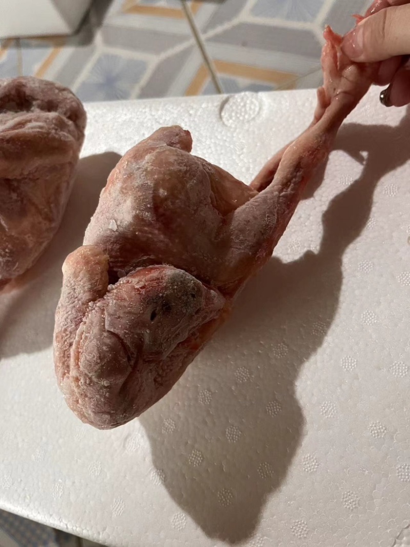 白条鸽子𓅯ˎˊ🕊️
