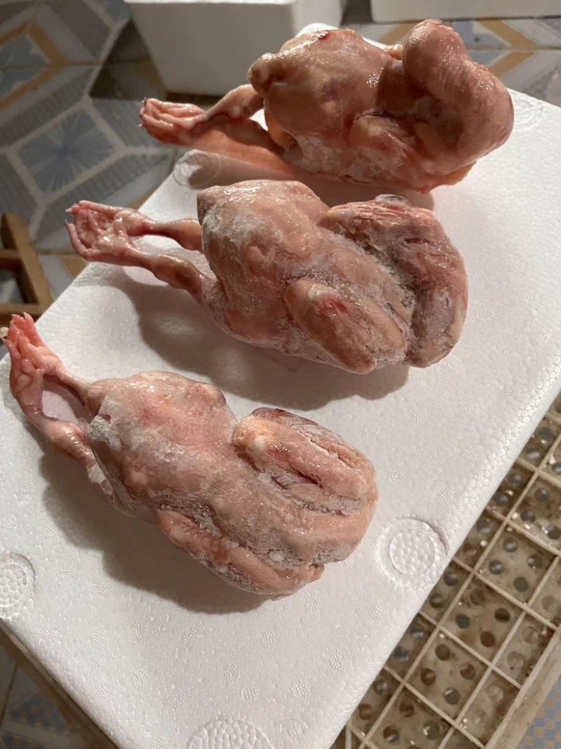 白条鸽子𓅯ˎˊ🕊️