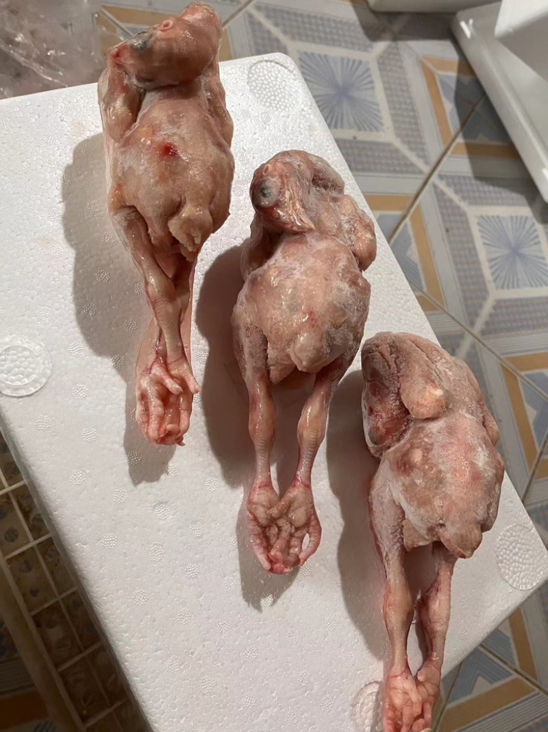 白条鸽子𓅯ˎˊ🕊️
