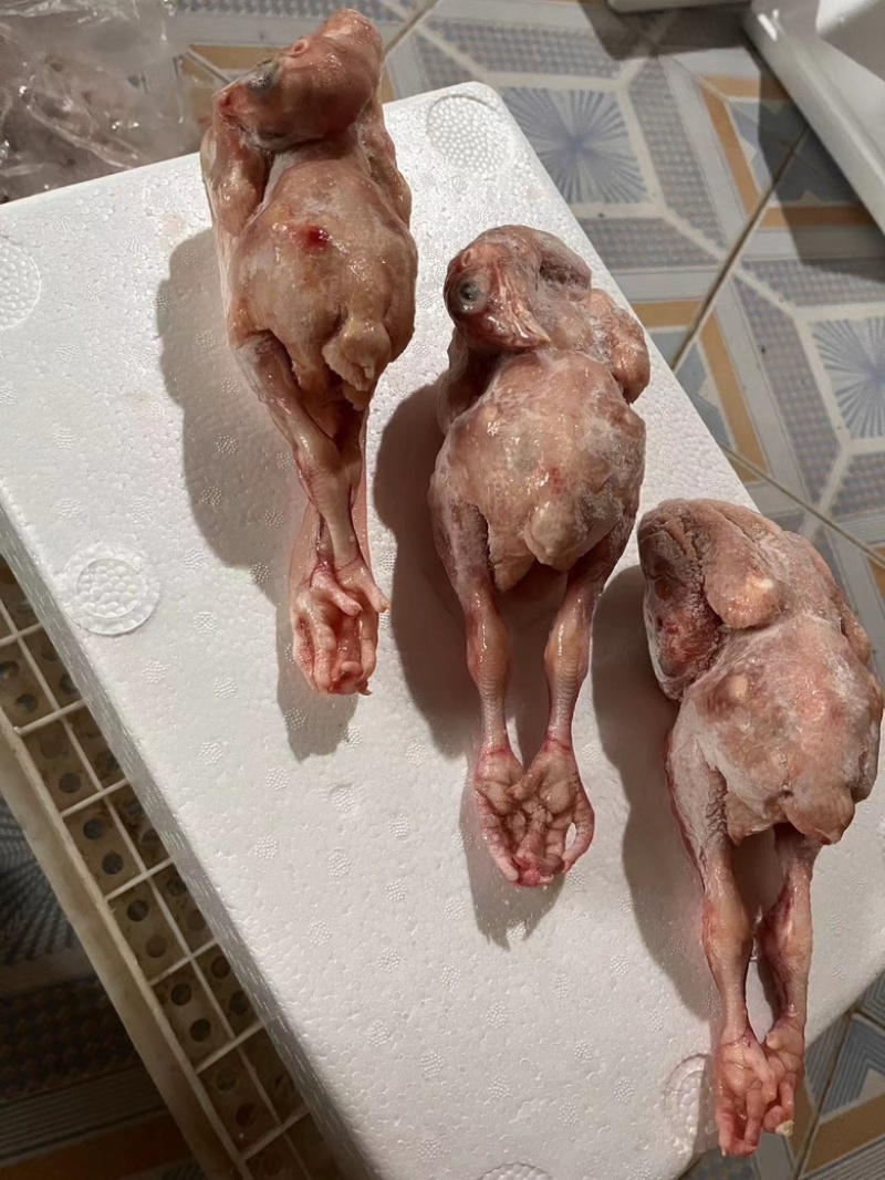 白条鸽子𓅯ˎˊ🕊️
