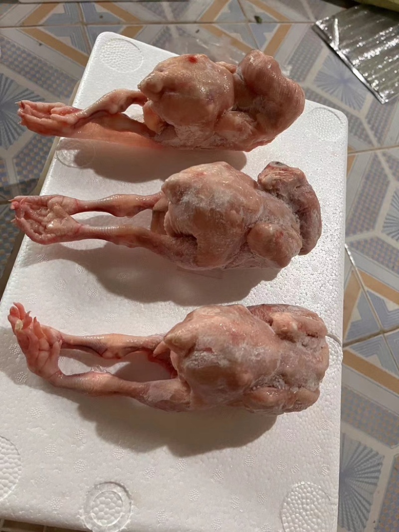 白条鸽子𓅯ˎˊ🕊️
