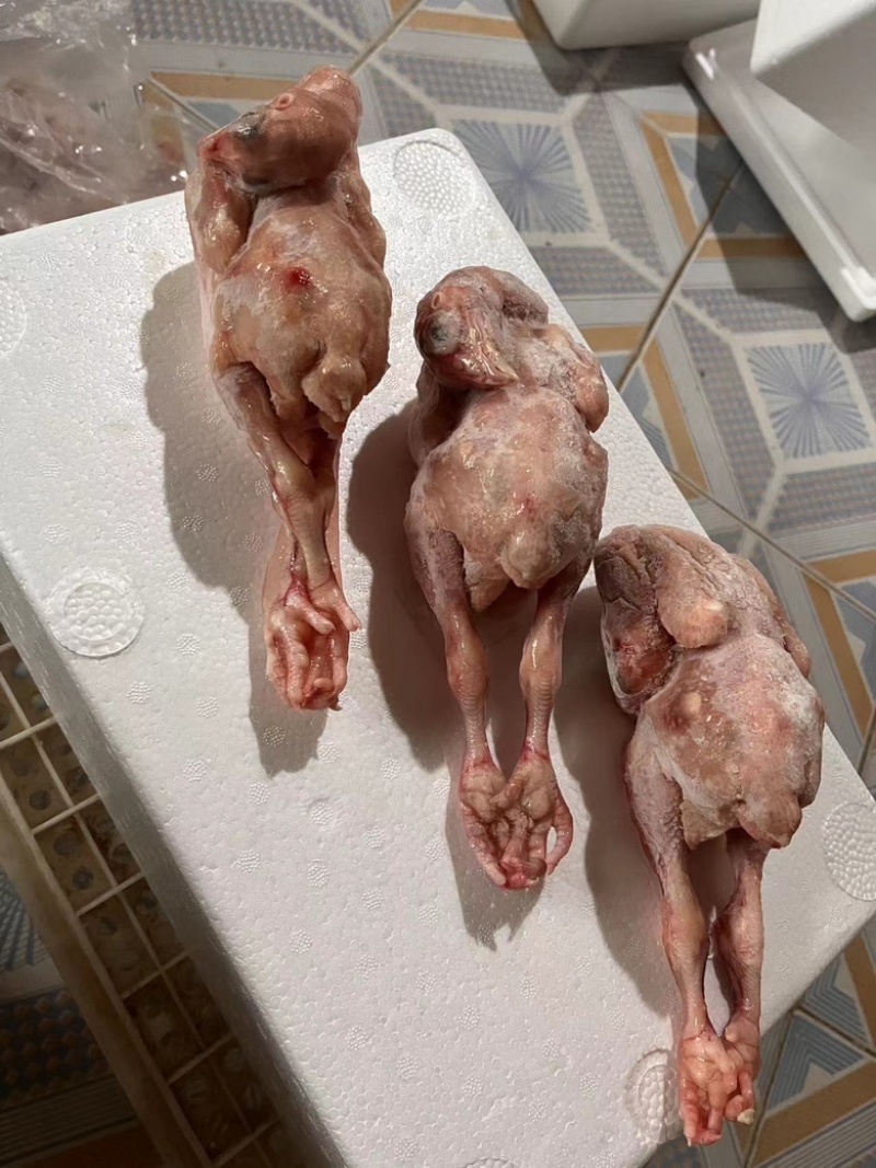 白条鸽子𓅯ˎˊ🕊️