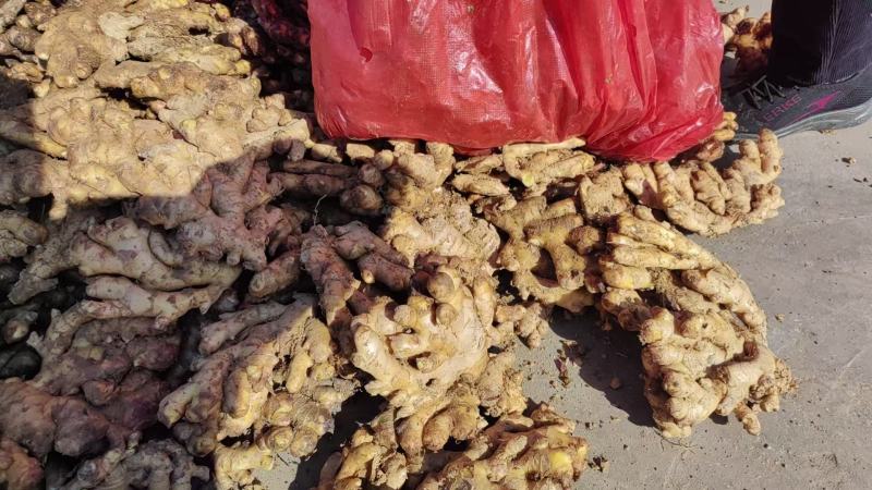 鲜姜产地大量上市红芽鲜姜大量批发