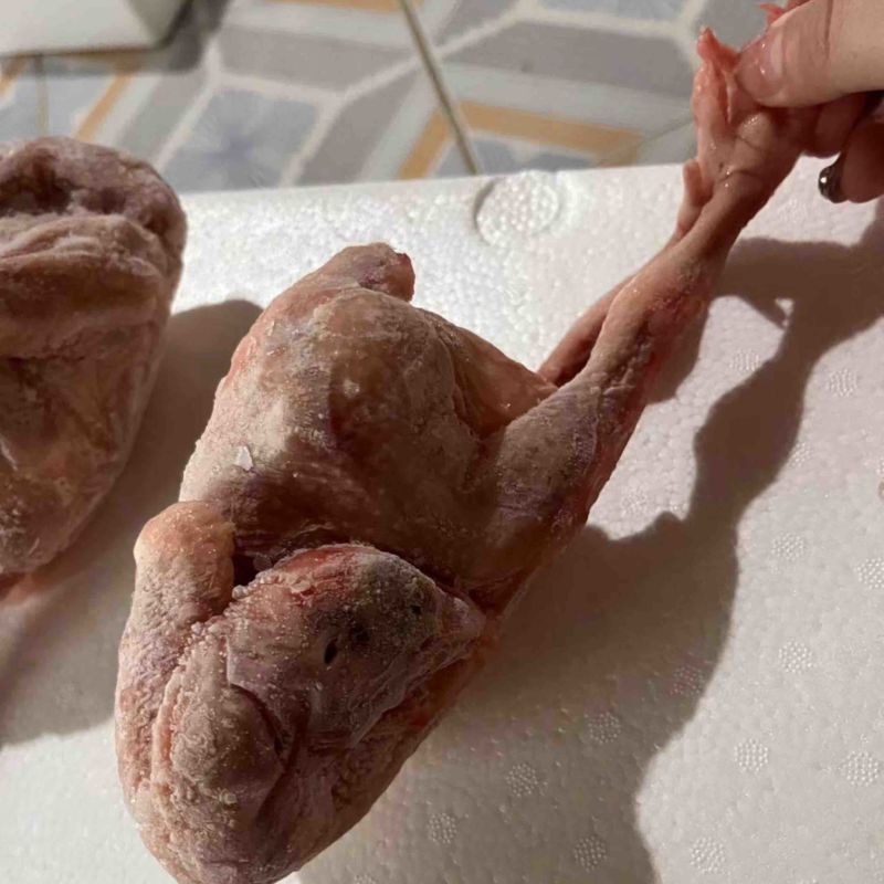 白条鸽子𓅯ˎˊ🕊️