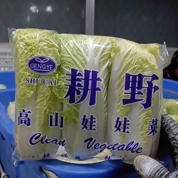 河南娃娃菜大量上市，黄娃，绿娃可按需包装，需要的联系