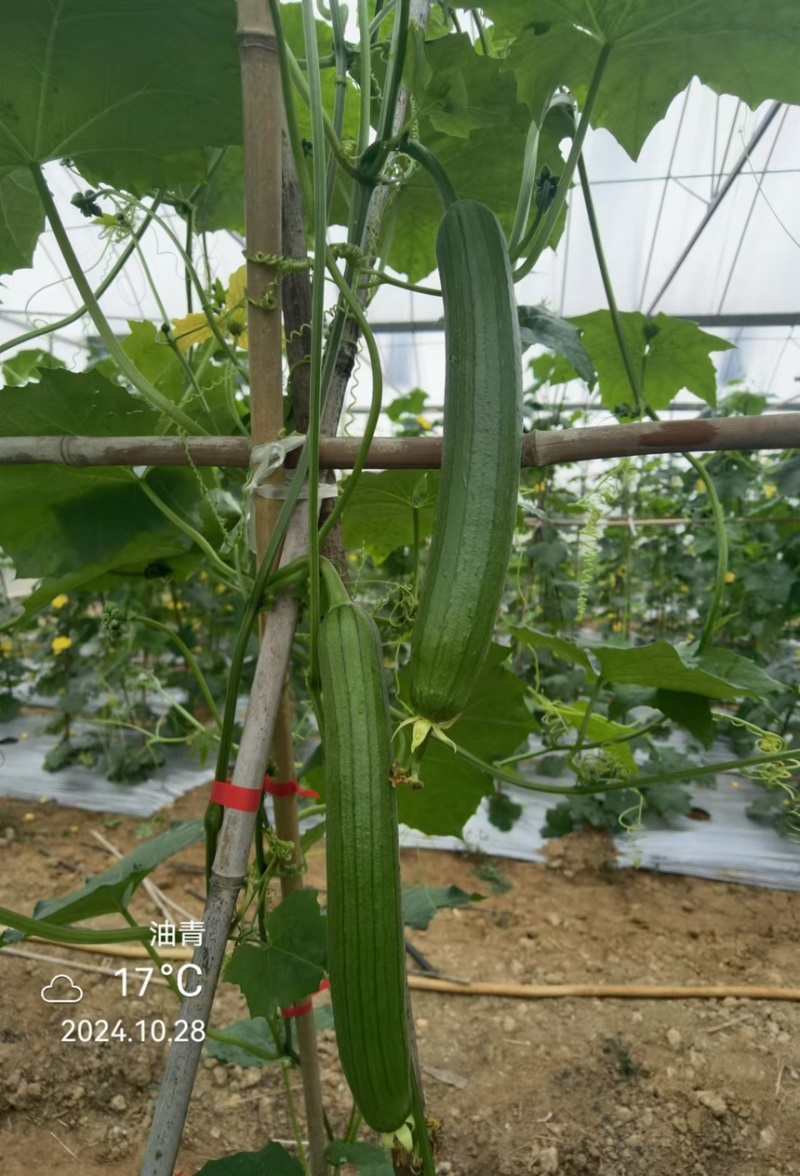 湘研珍油绿皮油亮肉厚味浓品质好抗性好价格可议！