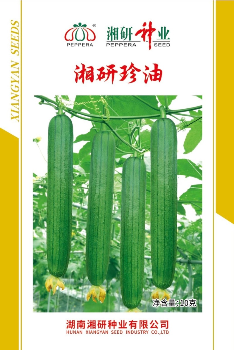 湘研珍油绿皮油亮肉厚味浓品质好抗性好价格可议！