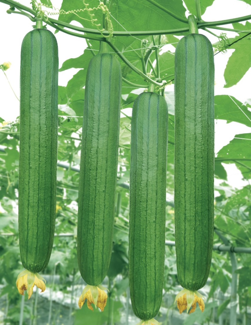 湘研珍油绿皮油亮肉厚味浓品质好抗性好价格可议！