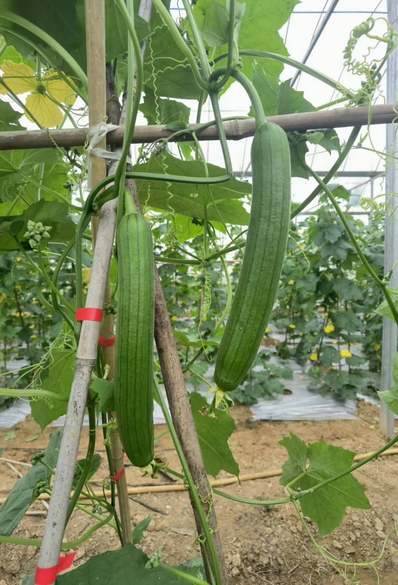 湘研珍油绿皮油亮肉厚味浓品质好抗性好价格可议！