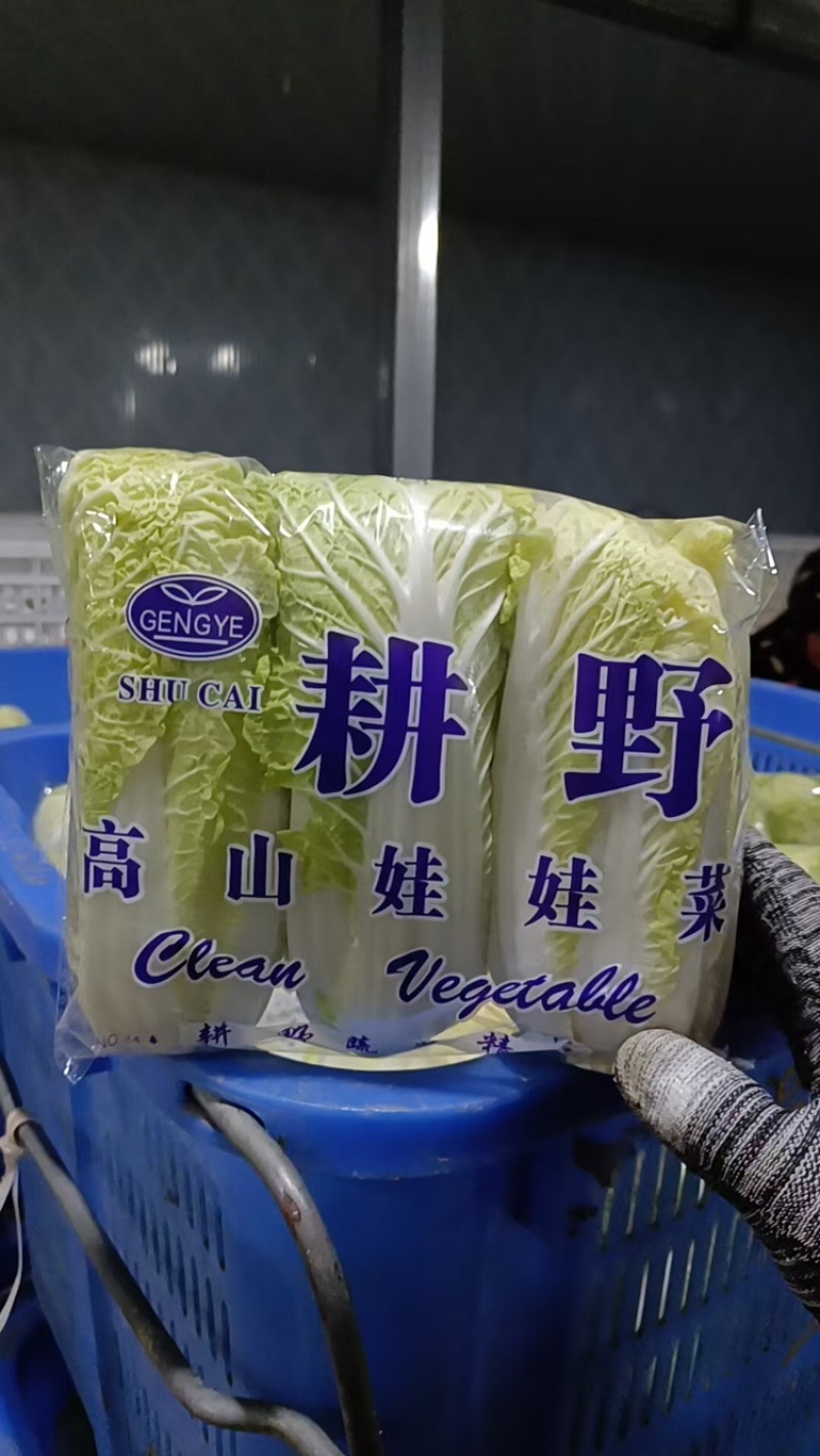 河南娃娃菜大量上市，黄娃，绿娃可按需包装，需要的联系