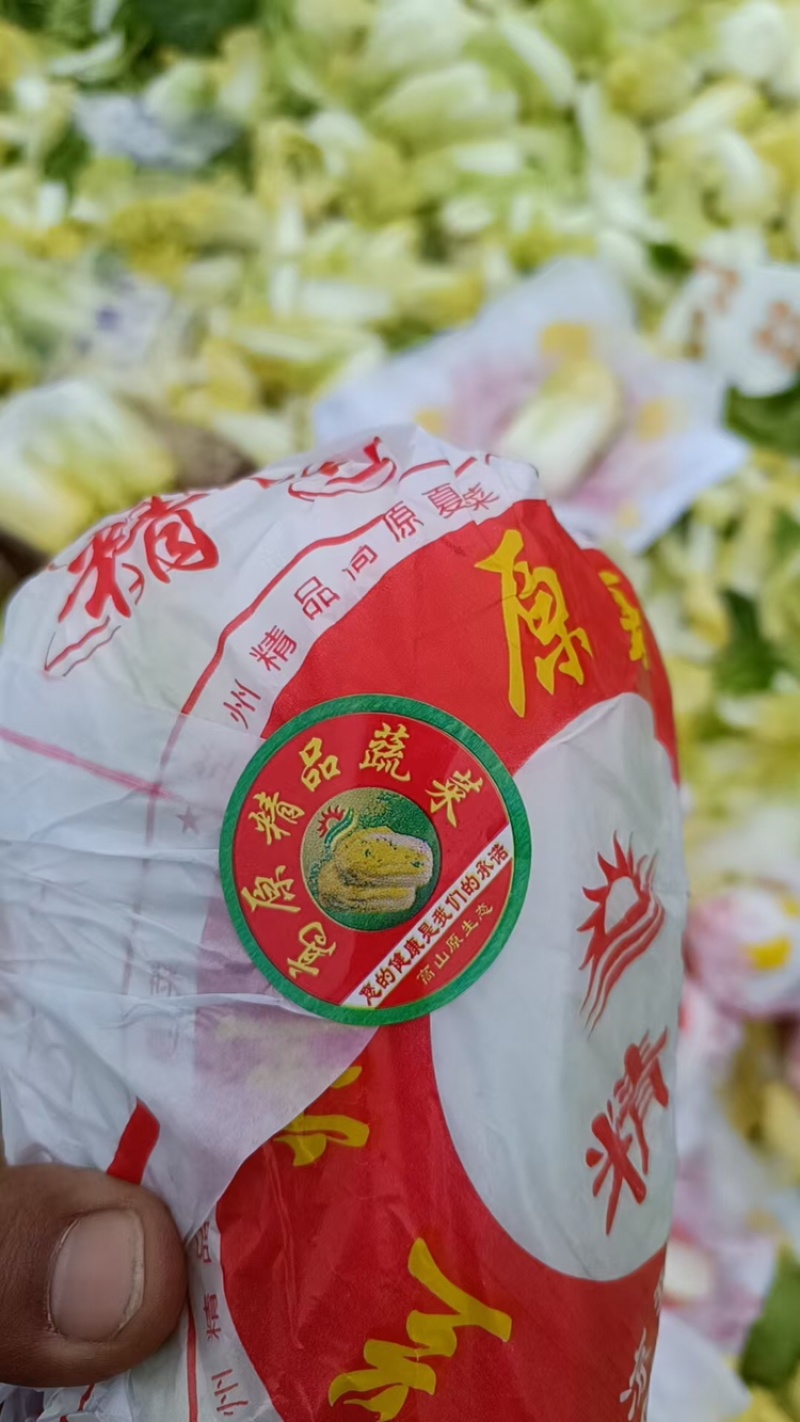 河南娃娃菜大量上市，黄娃，绿娃可按需包装，需要的联系
