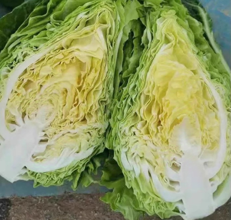 湖北牛心菜牛心白精品牛心甘蓝产地供应一手货源
