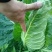 湖北牛心菜牛心白精品牛心甘蓝产地供应一手货源