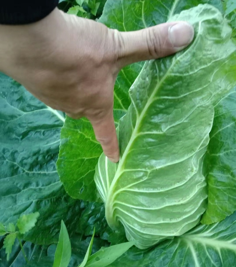湖北牛心菜牛心白精品牛心甘蓝产地供应一手货源