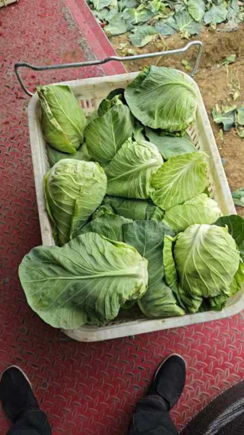 湖北牛心菜牛心白精品牛心甘蓝产地供应一手货源