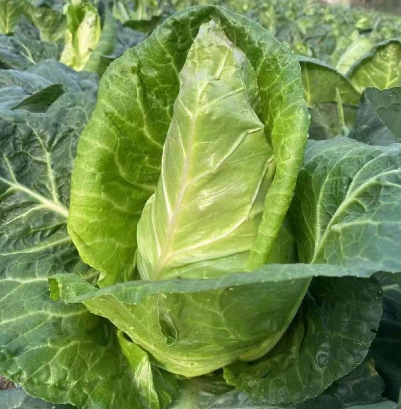 湖北牛心菜牛心白精品牛心甘蓝产地供应一手货源