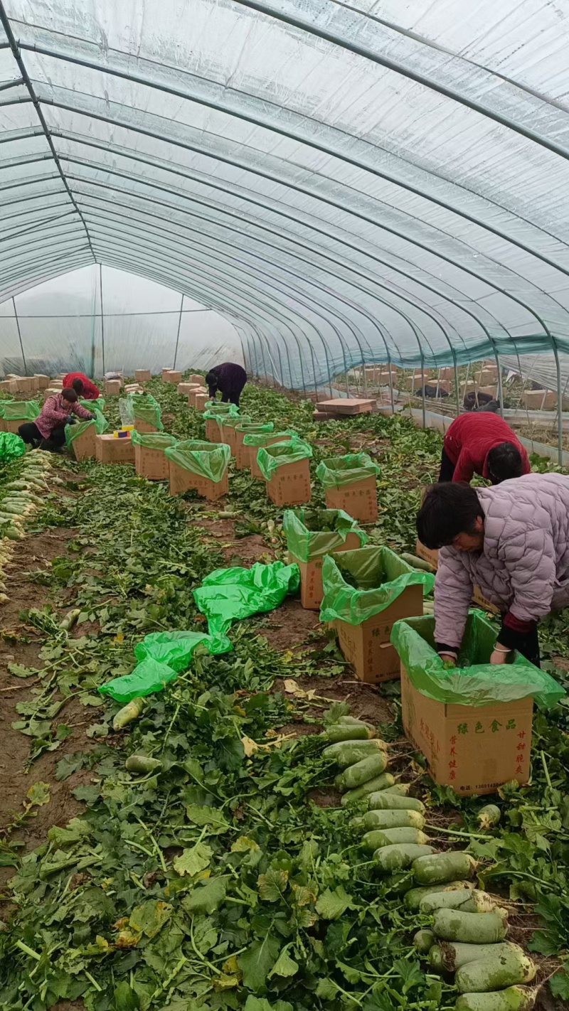 河南水果萝卜青萝卜产地直发保证质量对接电商市场
