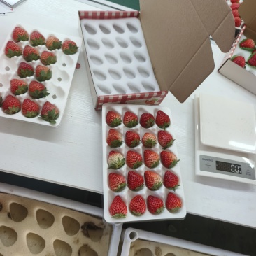 大连丹东久久草莓，开始有货了，需要的可以联系我，量大优惠