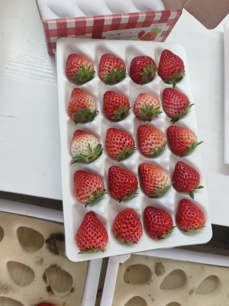 大连丹东久久草莓，开始有货了，需要的可以联系我，量大优惠