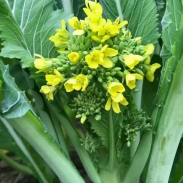 增城迟菜心广东特产基地直销