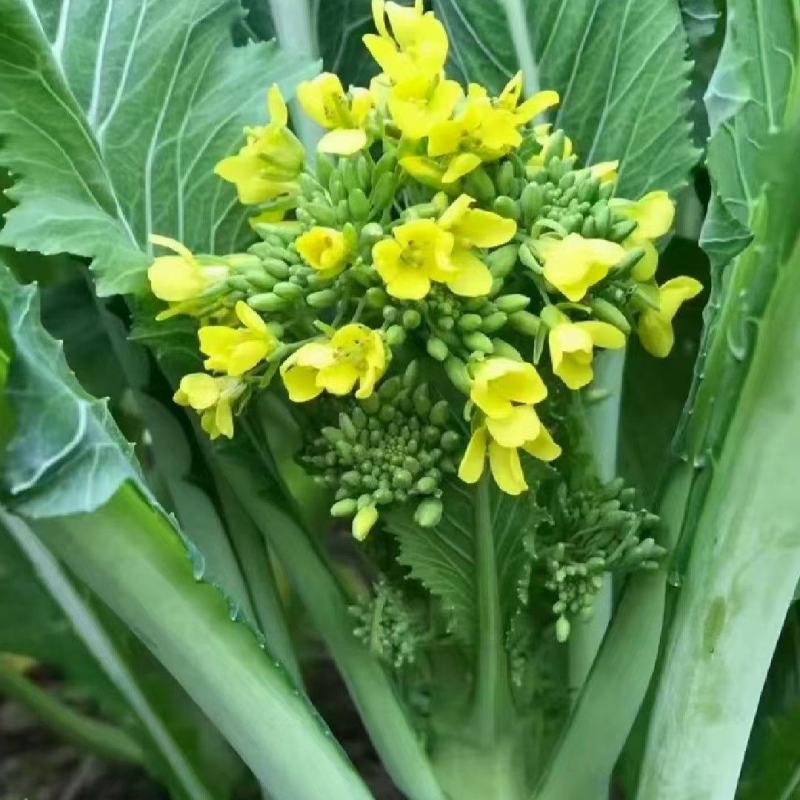 增城迟菜心广东特产基地直销