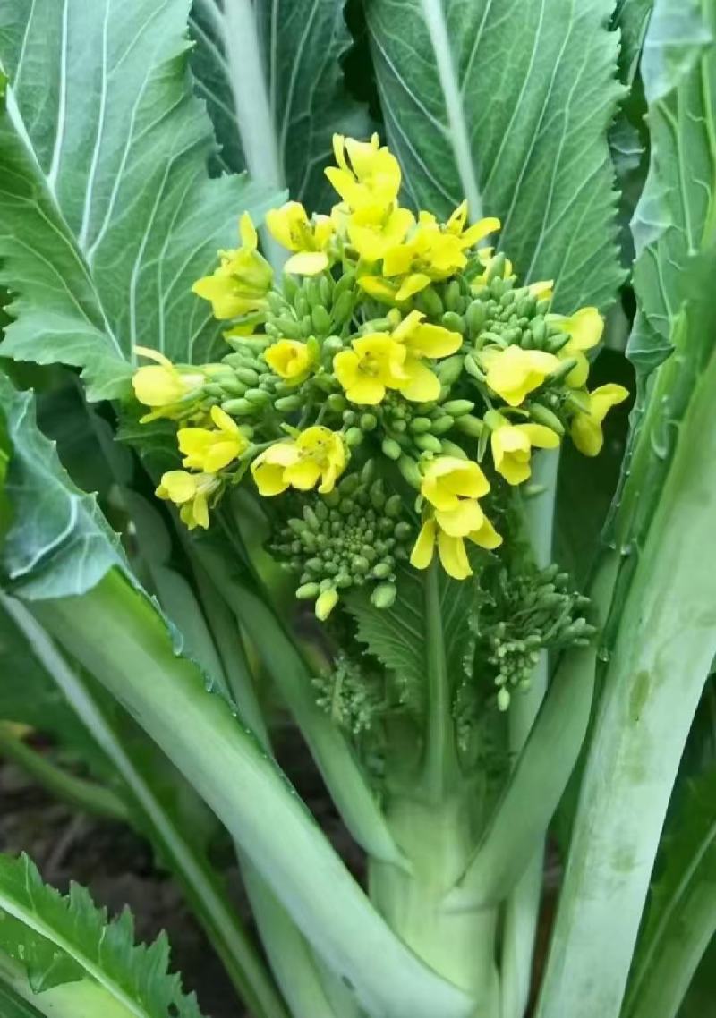 增城迟菜心广东特产基地直销