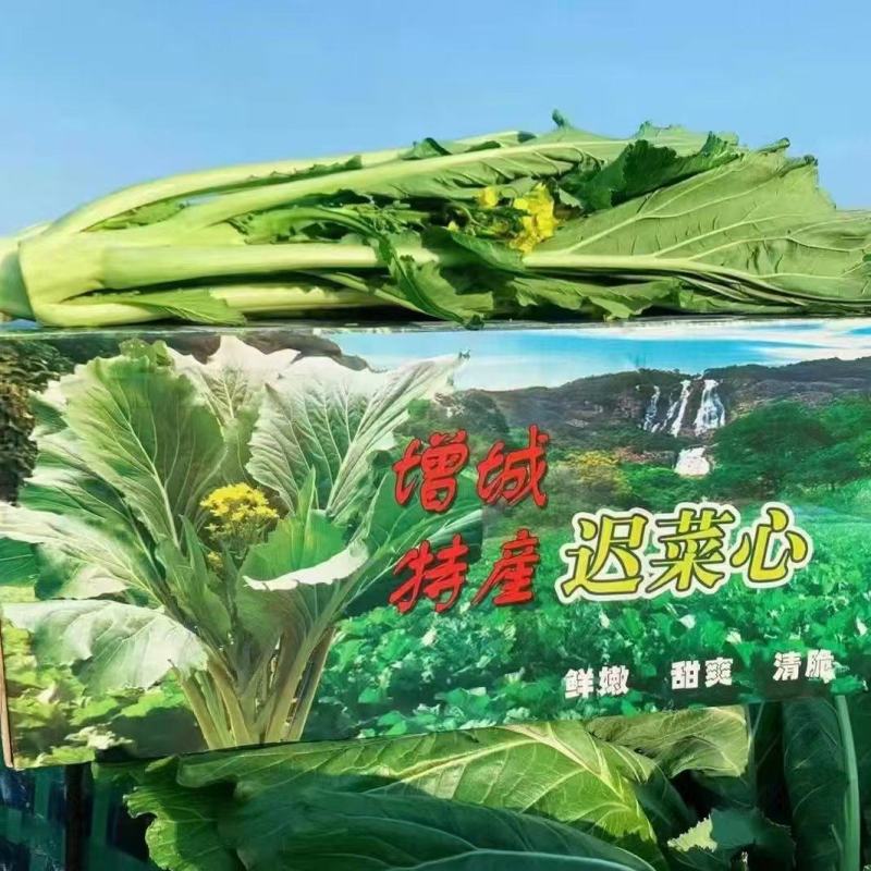 增城迟菜心广东特产基地直销