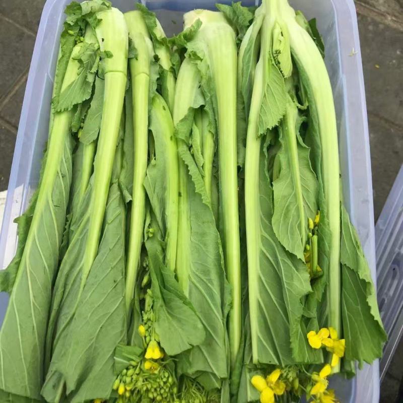 增城迟菜心广东特产基地直销