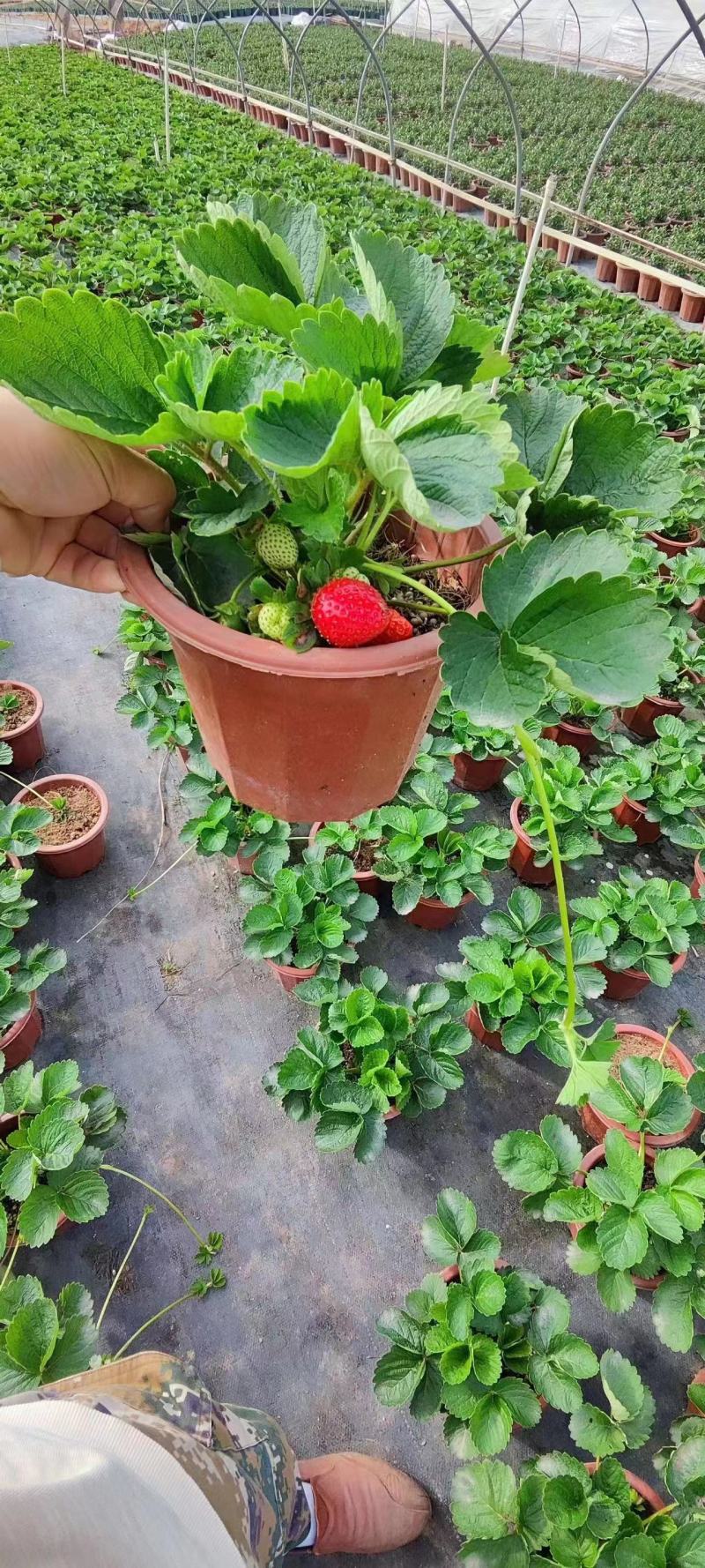 草莓盆栽基地直销