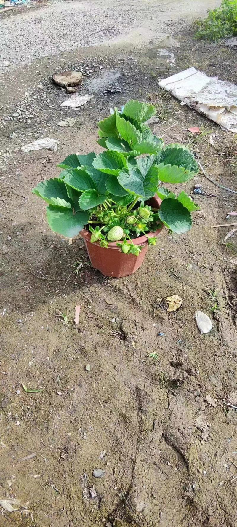 草莓盆栽基地直销