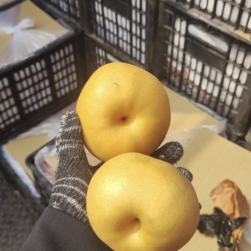 产地河南夏邑需要联系便宜出