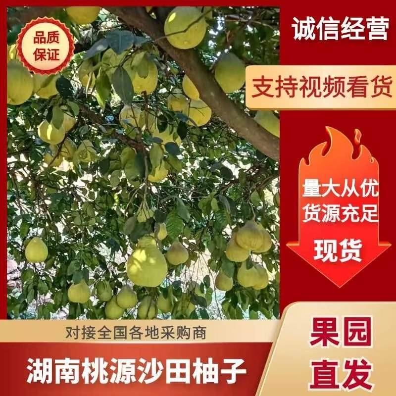 桃源沙田柚，皮色靓，口味甜，个头大，平均二斤往上，欢迎采购
