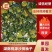 【优质】湖南桃源沙田柚，大量供应，品质保证，欢迎来电采购！