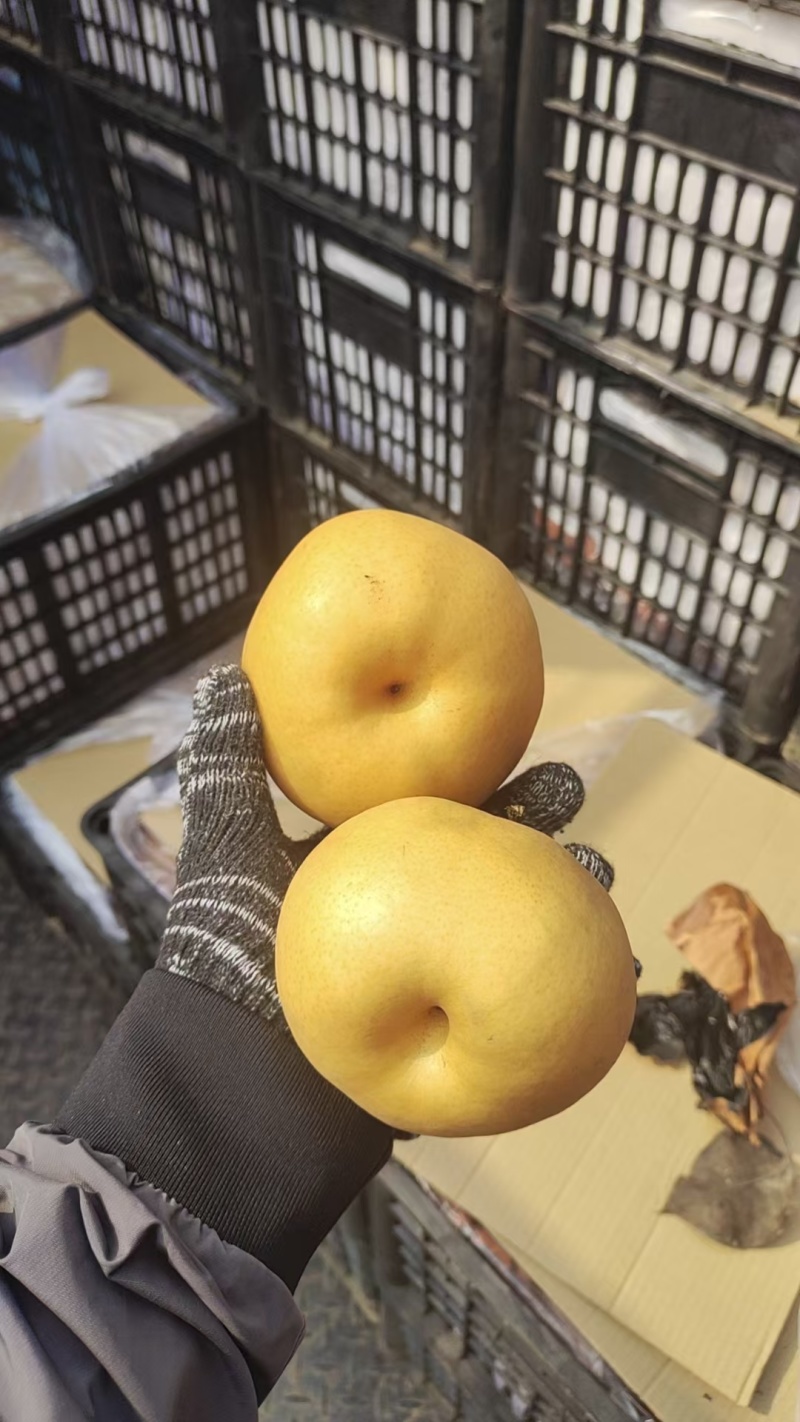 产地河南夏邑需要联系便宜出