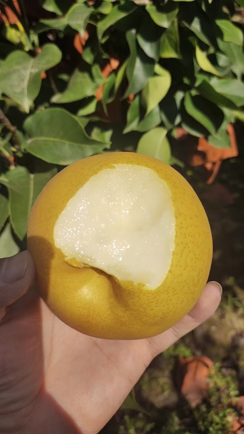 产地河南夏邑需要联系便宜出