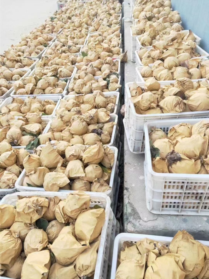 产地河南夏邑需要联系便宜出