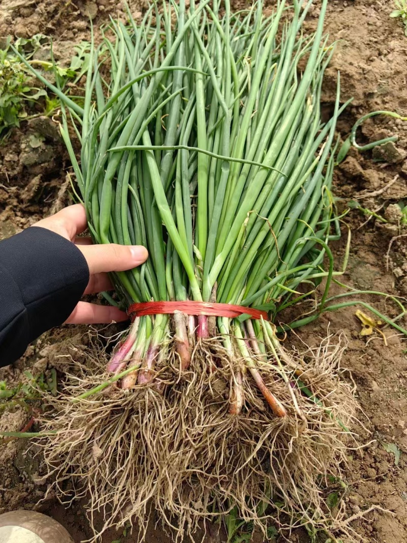 洋葱苗，卜居红紫红皮洋葱苗，签合同包回收，山东晨宝种业