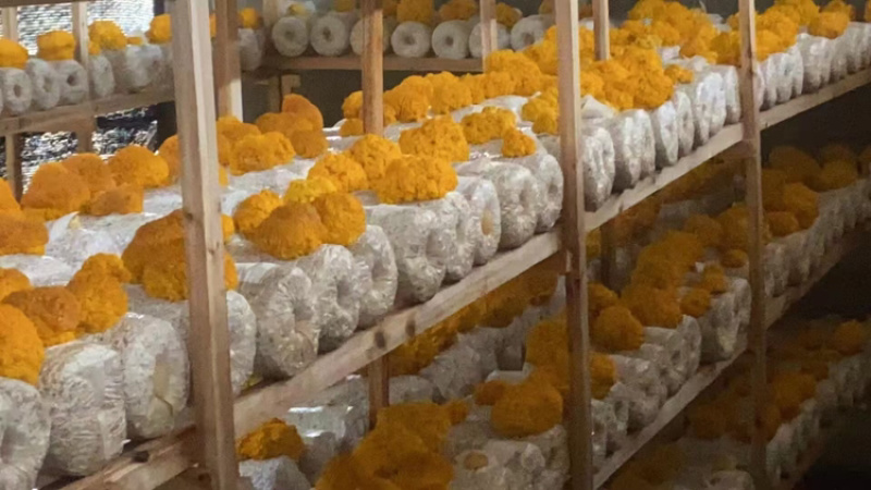 金耳菌优质品质保质保量自家培育干净卫生