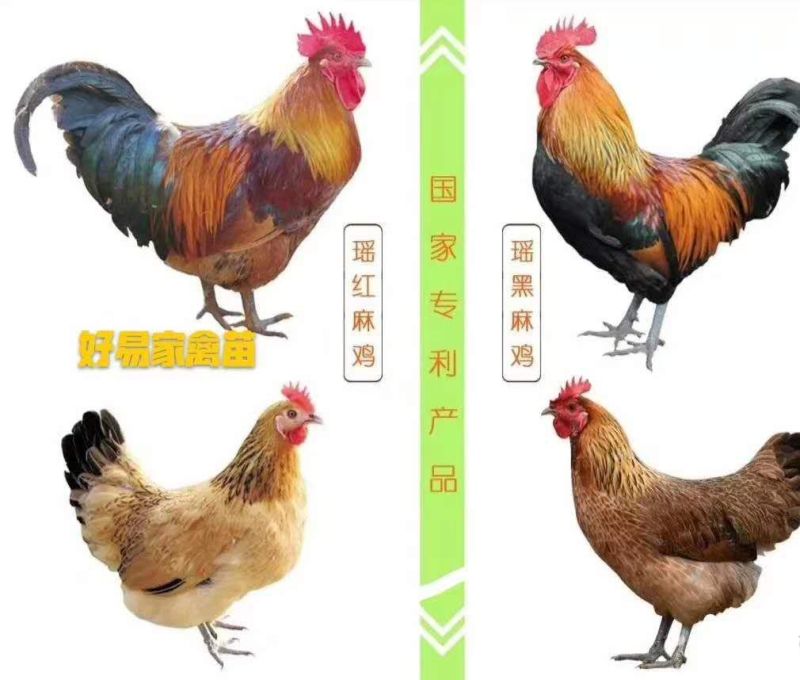 红瑶土公鸡苗养殖简单，收益可观新手提供养殖技术