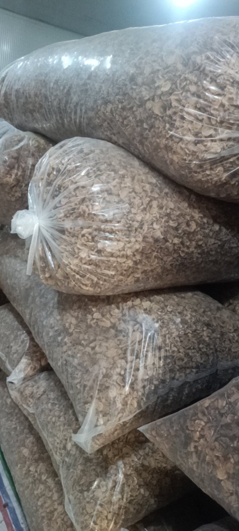 羊肚耳产地沙耳菌基地椴木羊肚耳长期有货羊肚耳批发零售