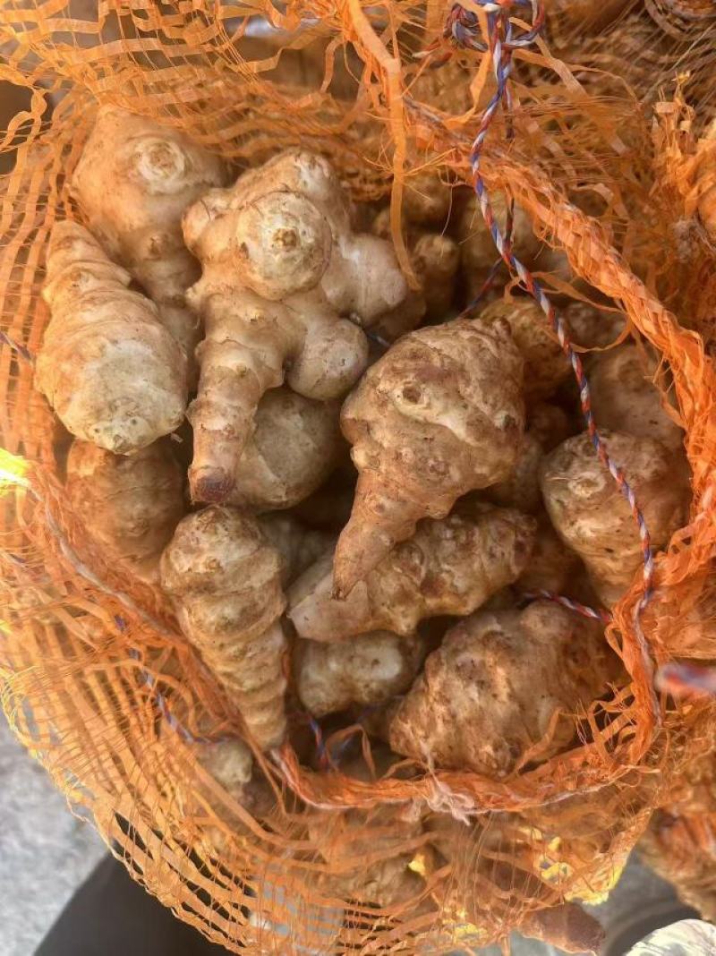 洋姜大量有货