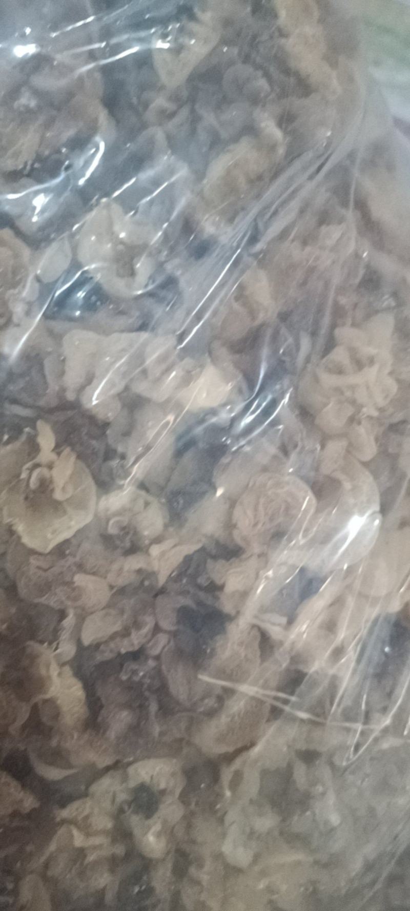 羊肚耳产地沙耳菌基地椴木羊肚耳长期有货羊肚耳批发零售