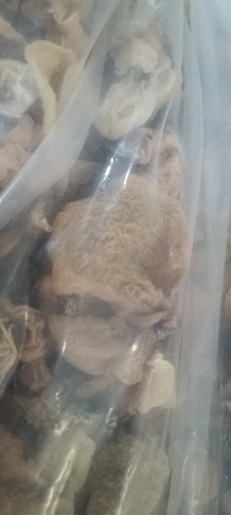 羊肚耳产地沙耳菌基地椴木羊肚耳长期有货羊肚耳批发零售
