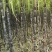 本地黑皮甘蔗