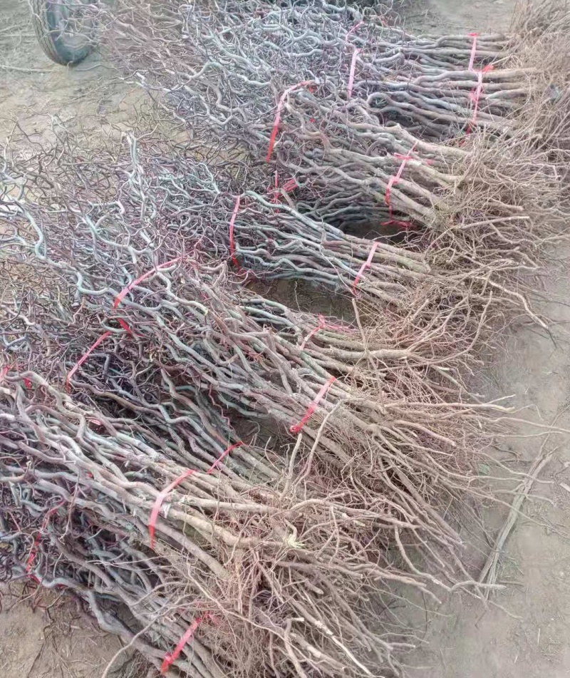 龙枣树基地直发规格齐全一手货源盆景观赏绿植**