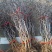 龙枣树基地直发规格齐全一手货源盆景观赏绿植**