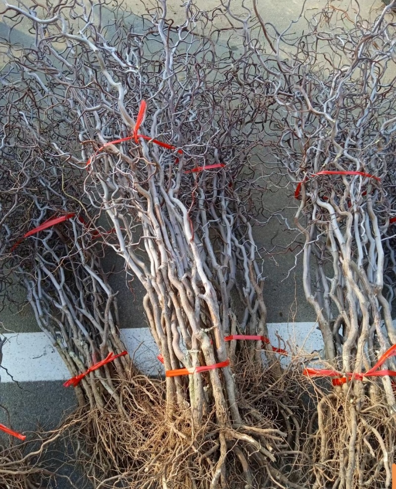 龙枣树基地直发规格齐全一手货源盆景观赏绿植**